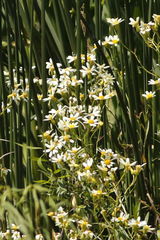 Margarita de bañado/Groundsel