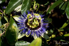 Mburucuyá/Passion flower