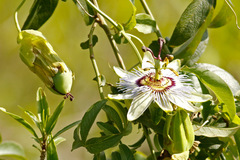 Mburucuyá/Passion flower