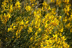 Retama/Spanish broom