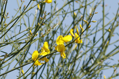 Retama/Spanish broom