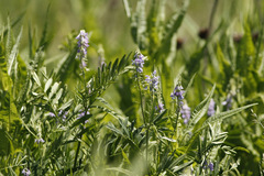 Ruda cabruna/Goat's rue