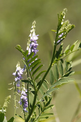 Ruda cabruna/Goat's rue