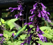 Salvia azul/Blue anise sage