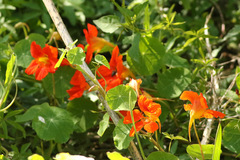 Taco de reina/Nasturtium