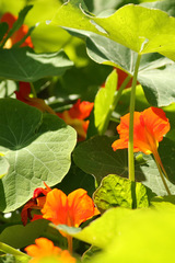 Taco de reina/Nasturtium