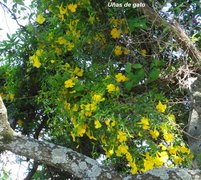 Uña de gato/Cat claw vine