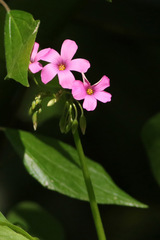 Vinagrillo/Pink sorrel