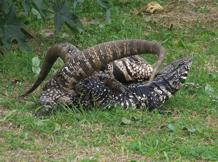 Mating of black-and-white tegu lizard