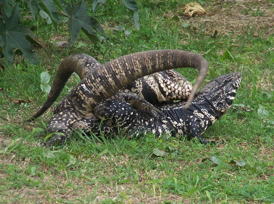 Apareamiento de lagarto overo