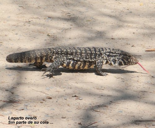 Black-and-white tegu lizard