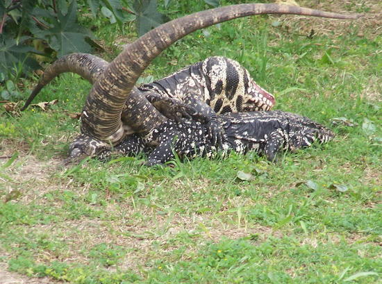 Black-and-white tegu lizard