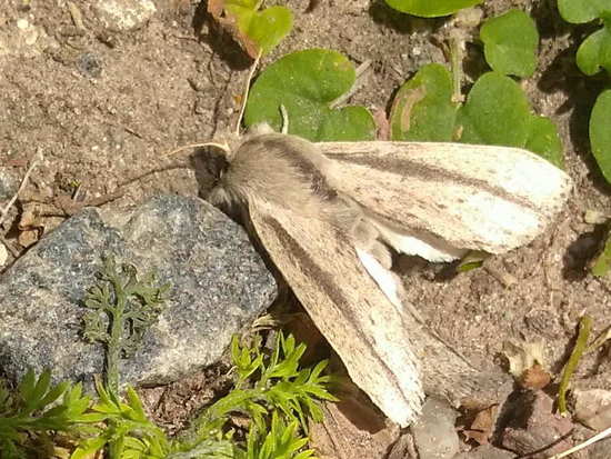 Polilla parda con líneas negras