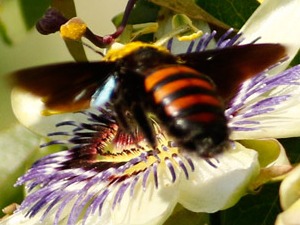 Abeja carpintera/Xylocopa frontalis