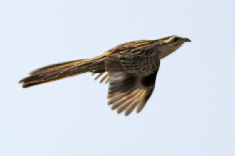 Crespín/Striped Cuckoo