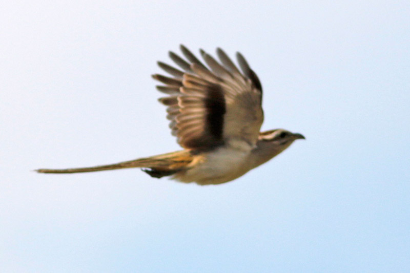 Crespín/Striped Cuckoo