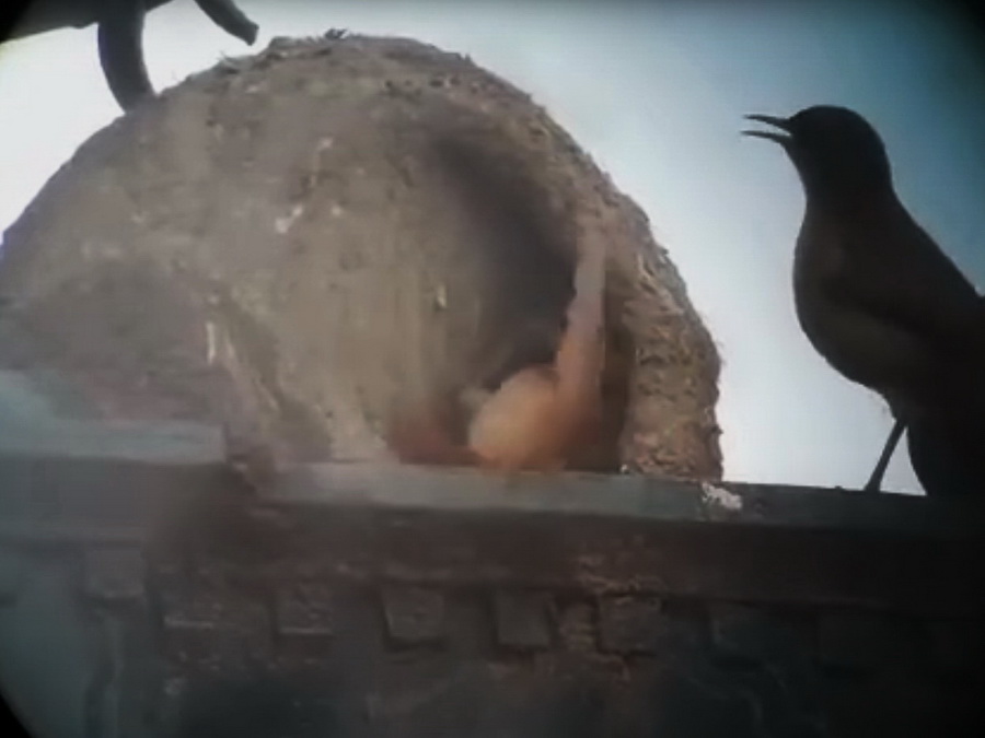 Nest usurpation - European starling
