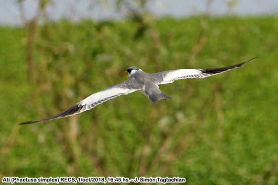 Atí/Large-billed Tern