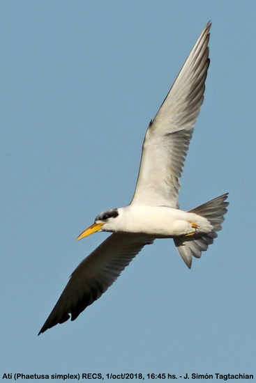 Atí/Large-billed Tern