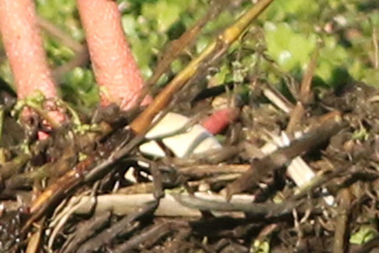 Chajá/Southern Screamer