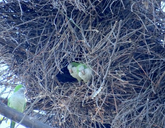 Cotorra/Monk Parakeet