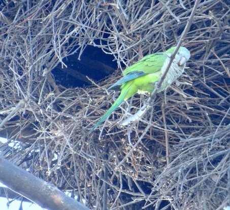 Cottora/Monk Parakeet