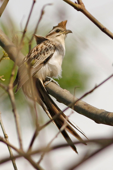 Crespín/Striped Cuckoo