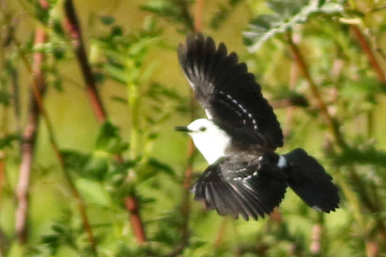 Viudita blanca/Black-backed Water-Tyrant