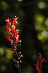 Achira roja/Indian red shot