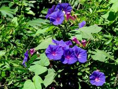 Campanilla violeta/Ocean blue morning flower