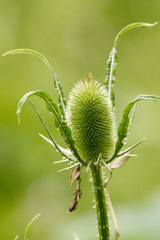 Cardencha/Wild teasel