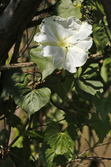 Dama de noche/Moonflower