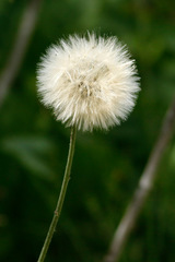 Diente de léon/Dandelion