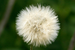 Diente de león/Dandelion