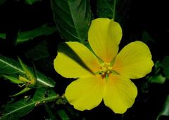 Duranillo de agua/False loosestrife