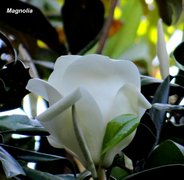 Magnolia