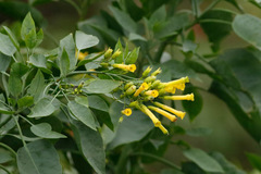 Palán palán/Tree tobacco