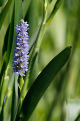 Camalote/Pickerelweed