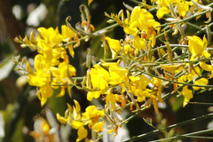 Retama/Spanish broom