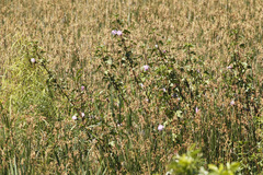 Rosa del río/Striped Rosemallow