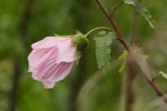 Rosa del río/Striped Rosemallow