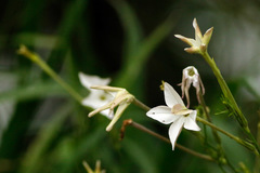 Tabaquillo/Longflower tobacco