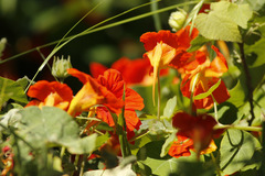 Taco de reina/Nasturtium