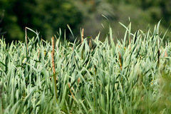 Totora/Cattail