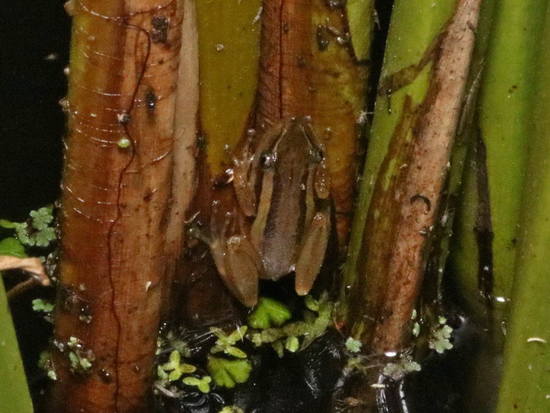 Lesser snouted tree frog