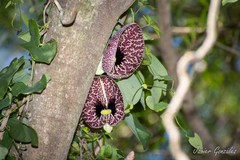 Aristoloquia/Calico flower