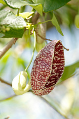 Aristoloquia/Calico flower