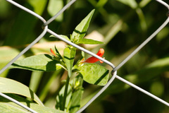 Canario rojo/Diclipter tweediana