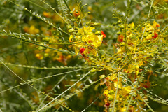 Cina cina/Jerusalem thorn