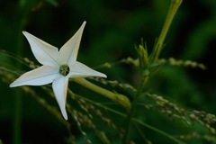 Tabaquillo/Longflower tobacco